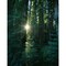 Low Angle View Of Sunstar Through Redwood Trees Jedediah Smith Redwoods State Park California Usa. Print By Panoramic